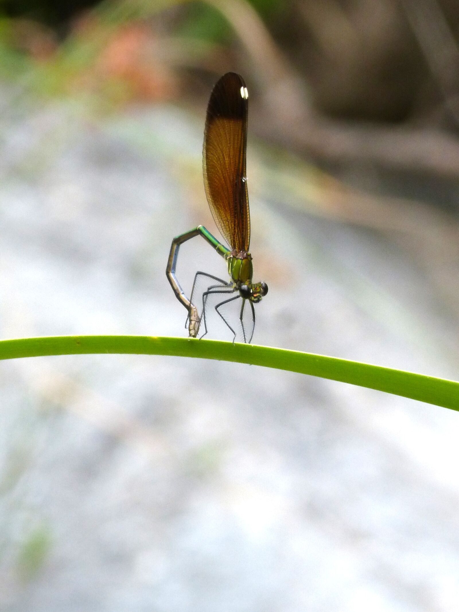 Panasonic DMC-FZ62 sample photo. Dragonfly, damselfly, calopteryx virgo photography