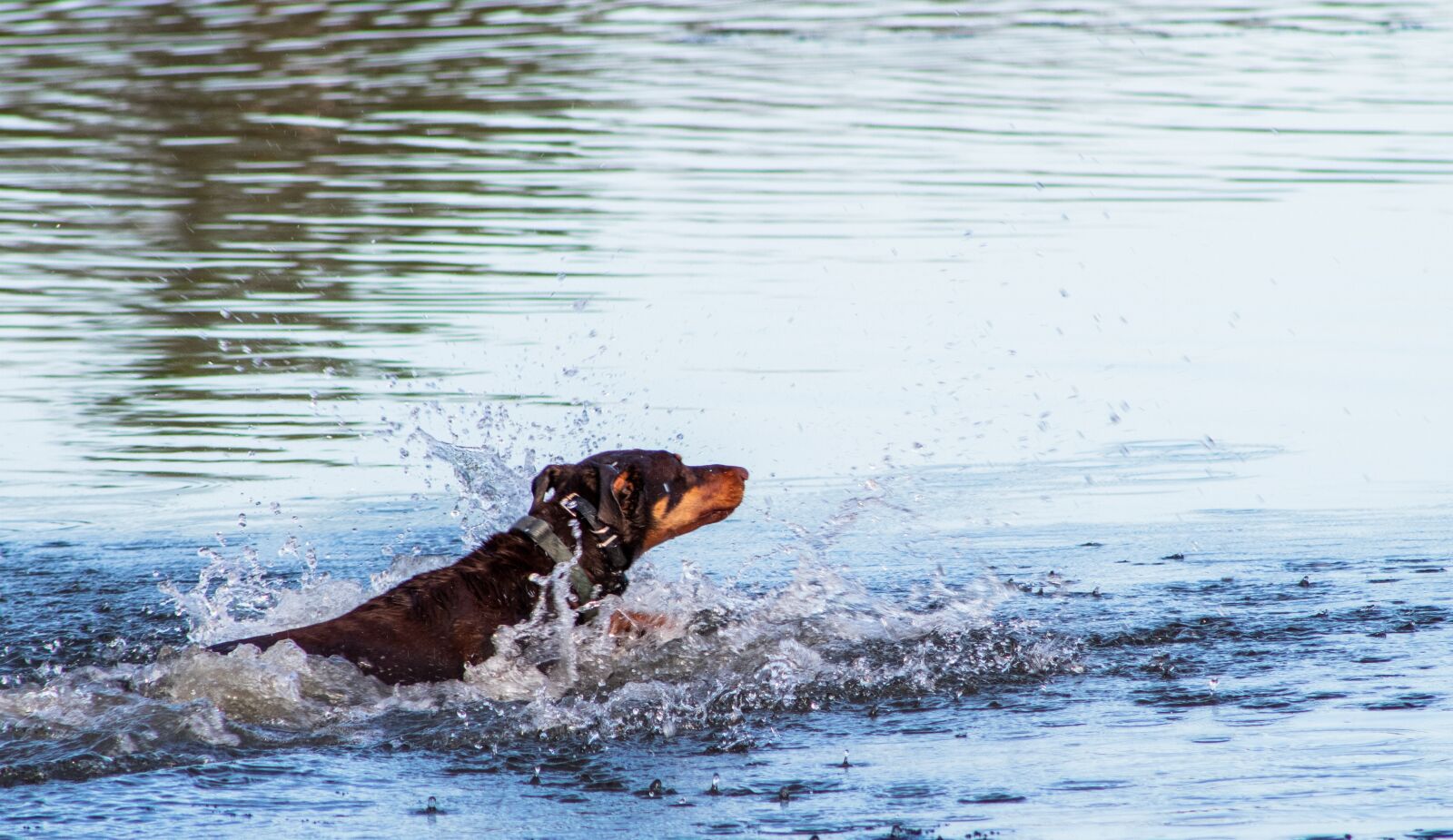 Canon EF75-300mm f/4-5.6 sample photo. Doberman, dog in water photography