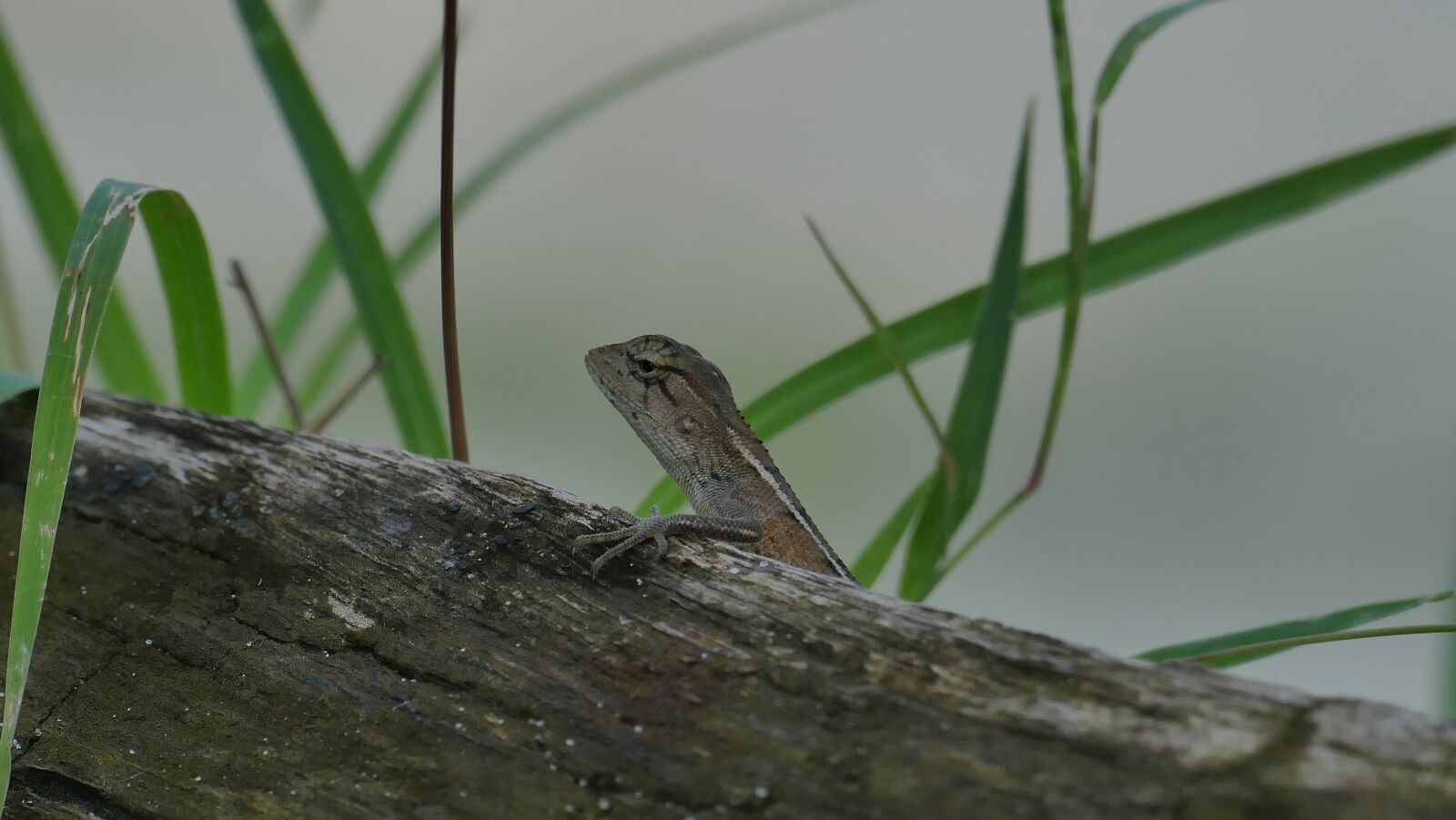 Leica V-Lux (Typ 114) sample photo. Lizard, animal, animal world photography