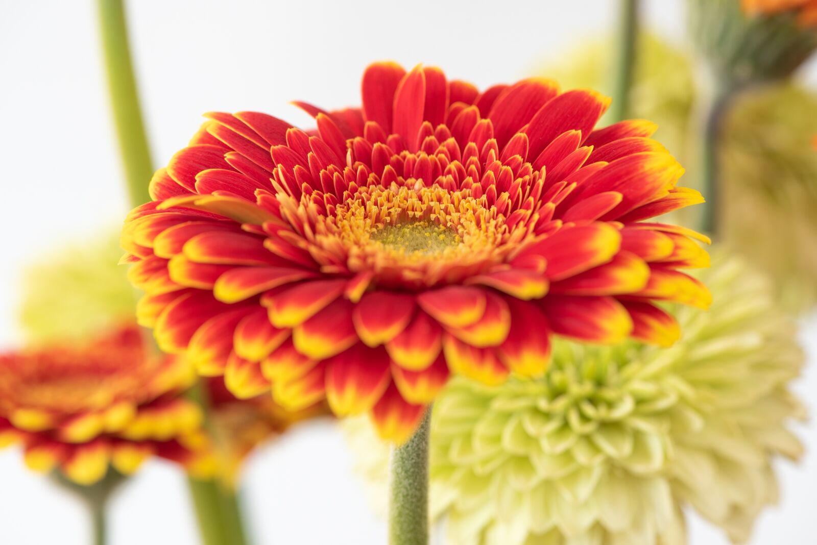 Nikon D750 sample photo. Gerbera, flower, blossom photography