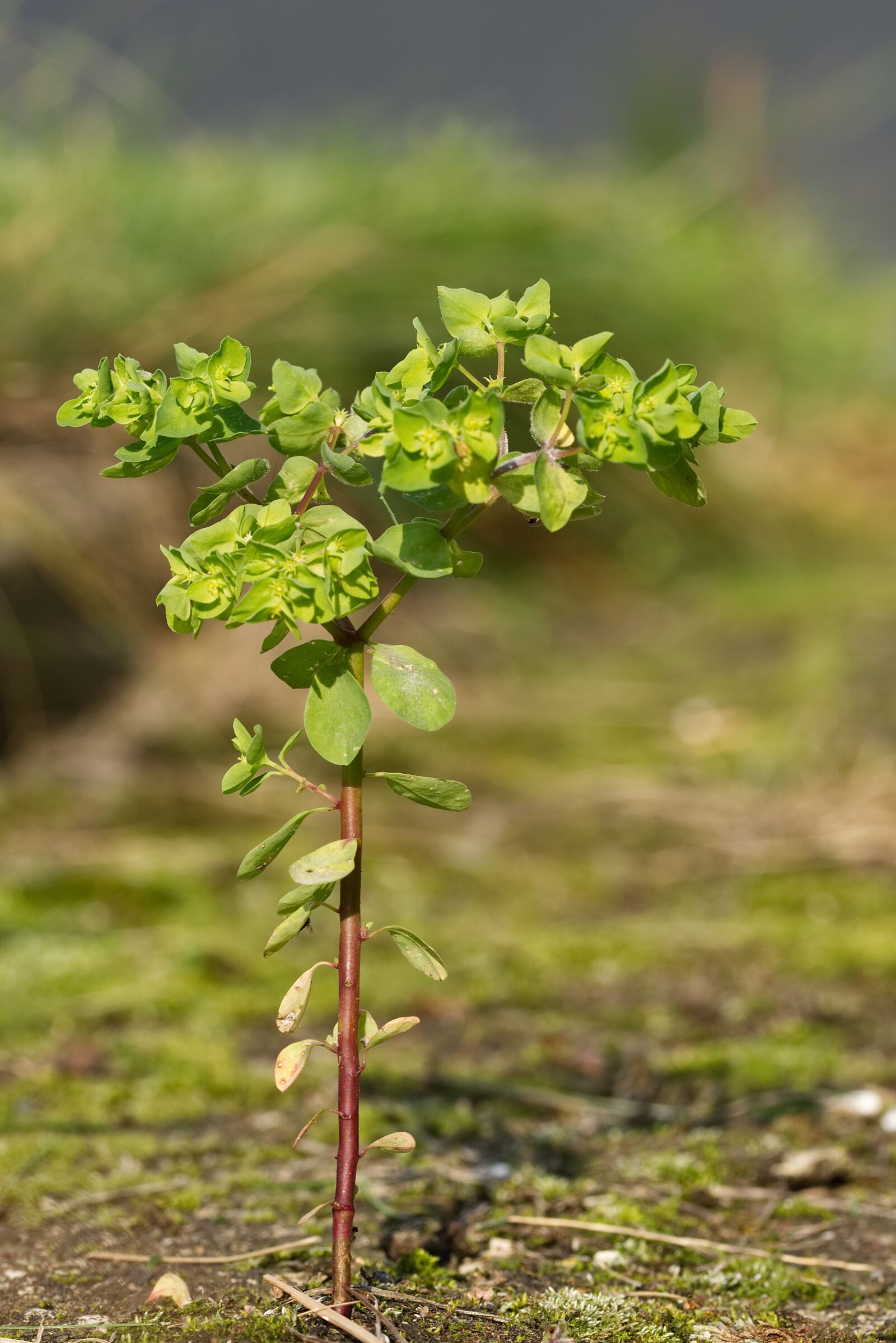 Nikon D5500 sample photo. Small, tree, nature photography