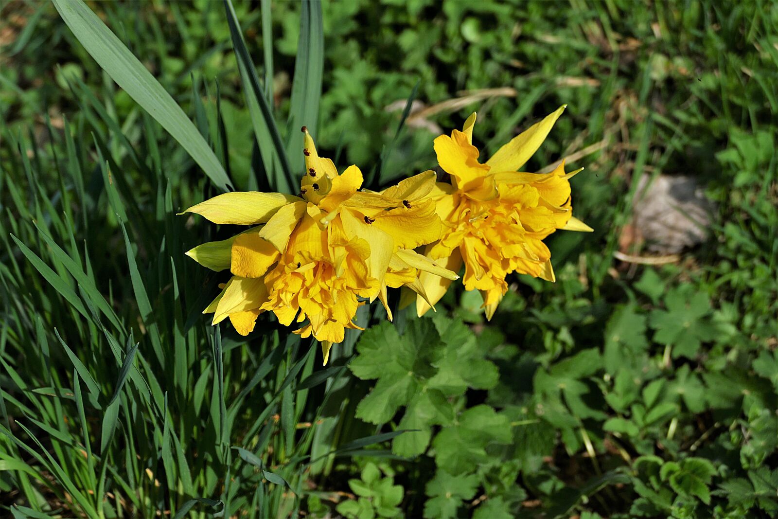 Panasonic Lumix DMC-FZ1000 sample photo. Snowflake, spring, beetle photography