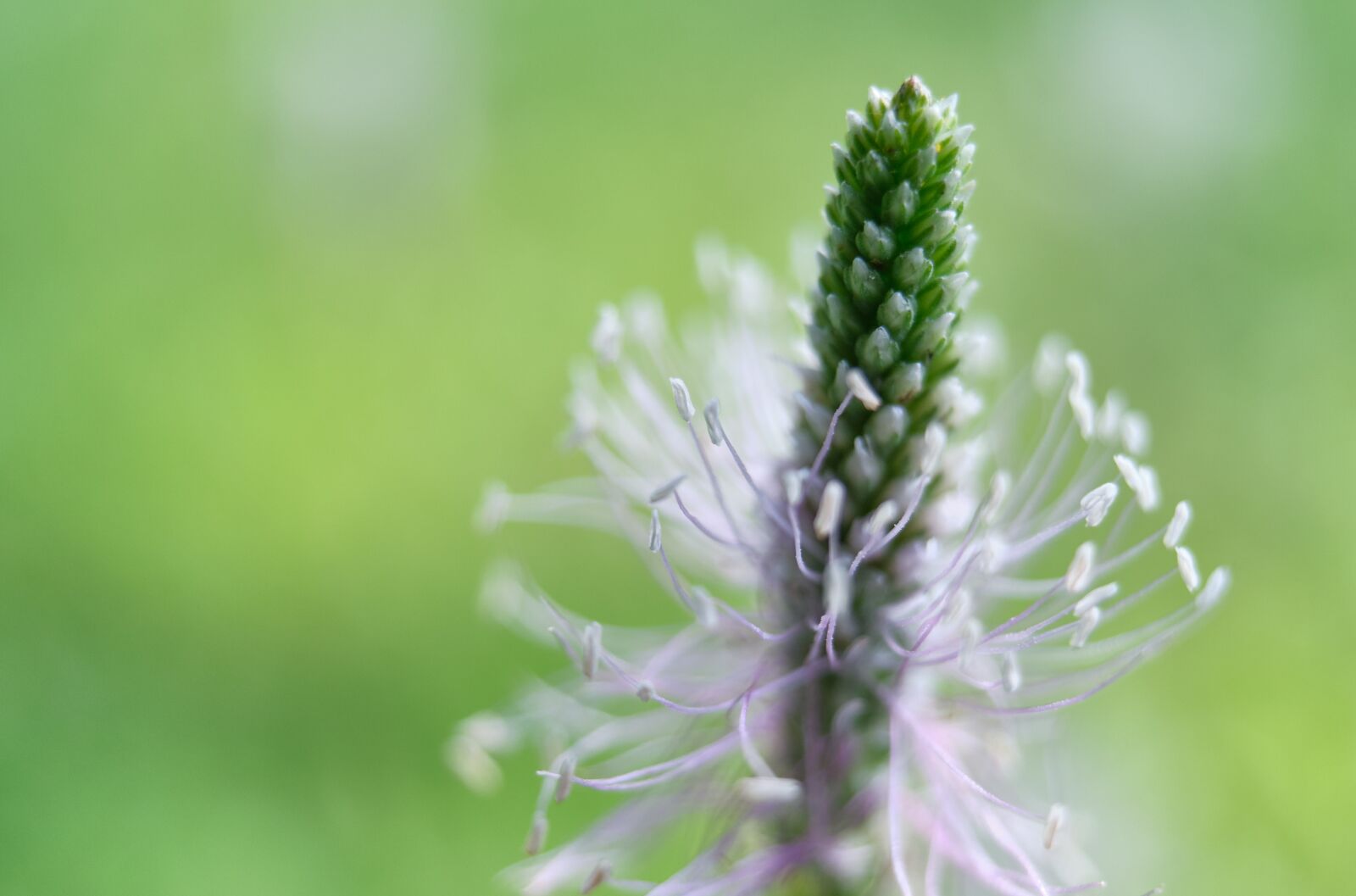 Fujifilm XF 18-55mm F2.8-4 R LM OIS sample photo. Greater plantain, blossom, bloom photography