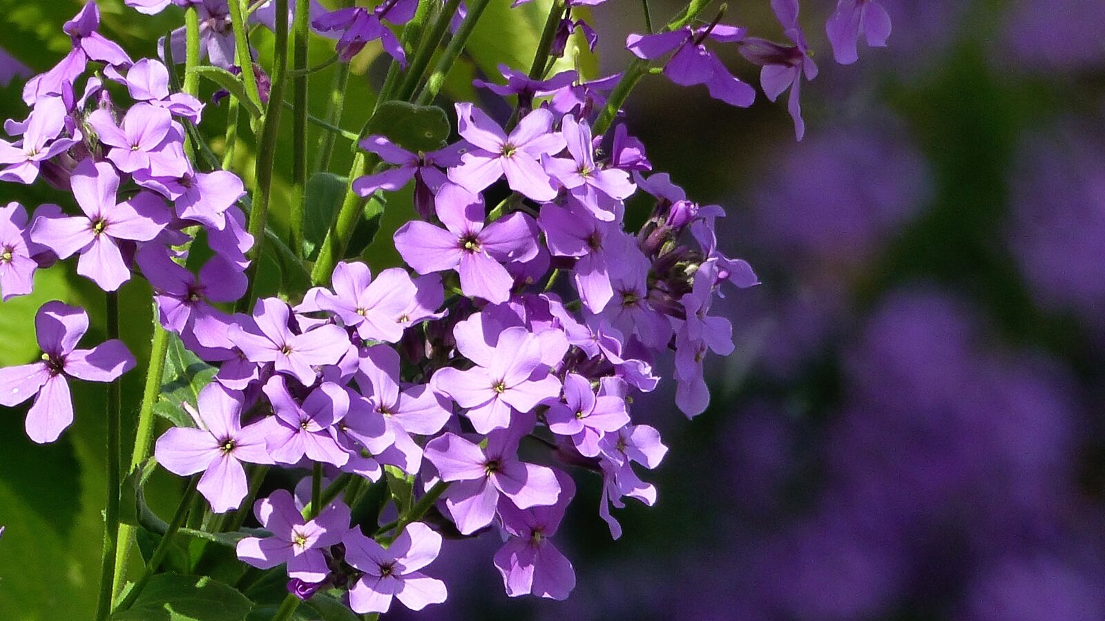 Panasonic Lumix DMC-FZ200 sample photo. Gilliflower, violet, cottage garden photography