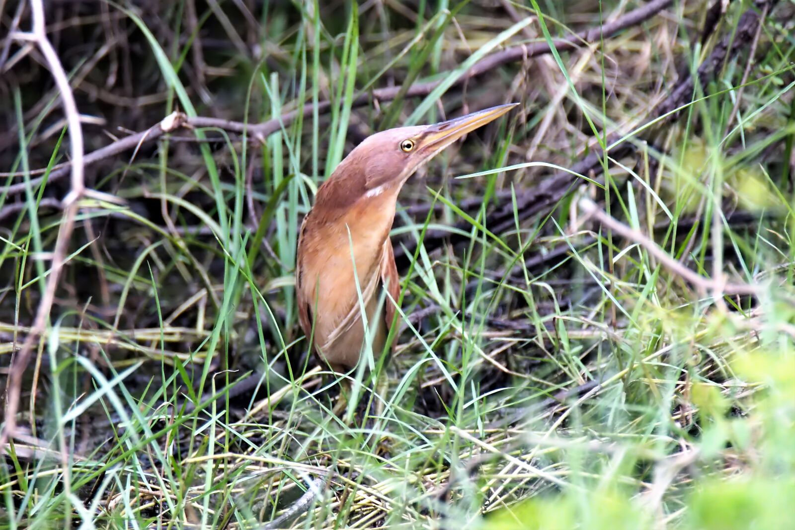 Olympus OM-D E-M1 sample photo. Bird, wildlife, wild photography