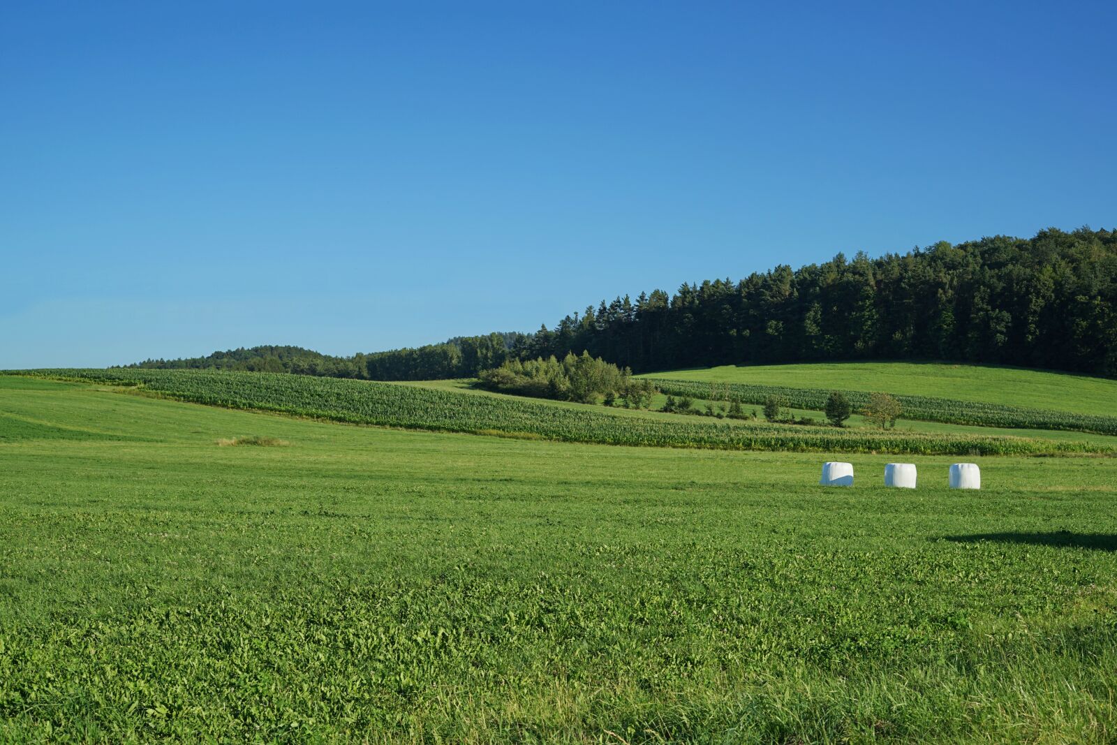 Sony a7 II + Sony FE 50mm F1.8 sample photo. Green, grass, meadow photography