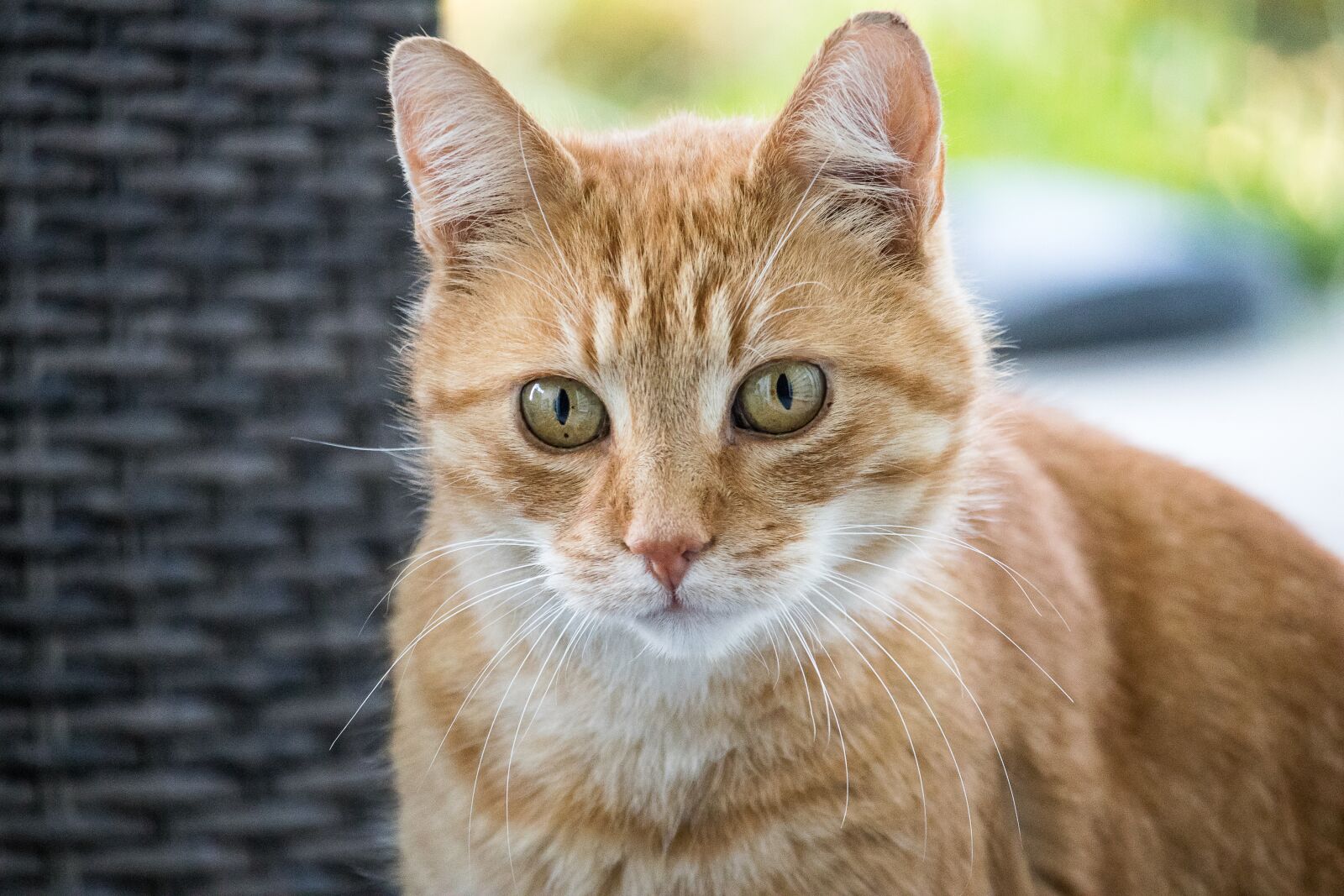 Canon EF-S 55-250mm F4-5.6 IS STM sample photo. Cat, domestic cat, animal photography