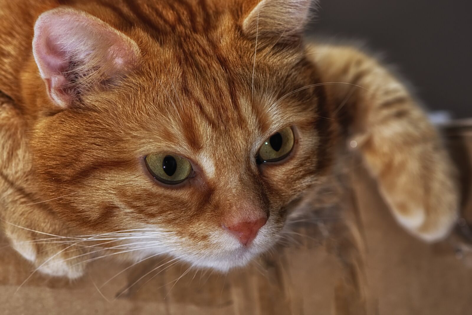 Nikon D7200 sample photo. Cat, mackerel, red photography