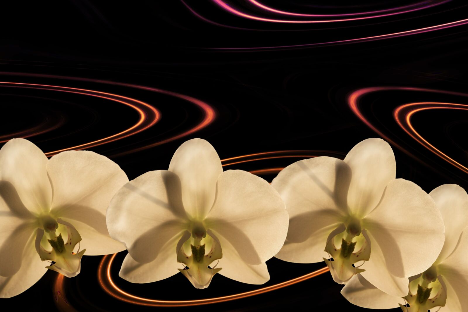 Canon EOS 1200D (EOS Rebel T5 / EOS Kiss X70 / EOS Hi) sample photo. Orchid flower, orchid, background photography