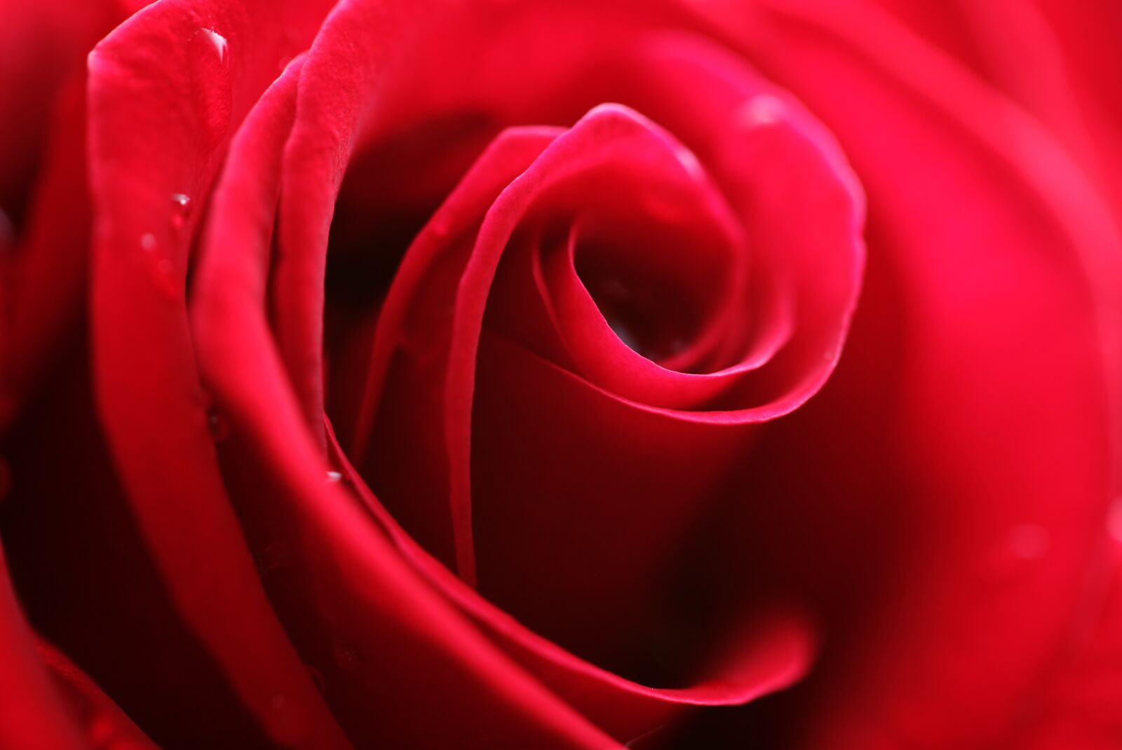 Canon EOS 5D Mark II sample photo. Red, rose, flower photography