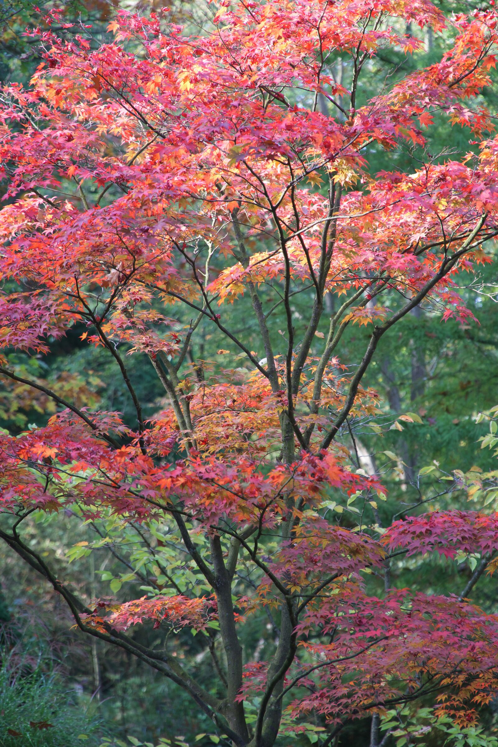 Sony a6500 sample photo. Autumn, sunlight, forest photography