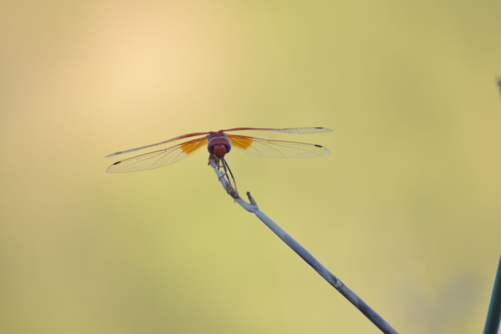 Nikon D3100 sample photo. Dragonfly, insect, transparent wings photography