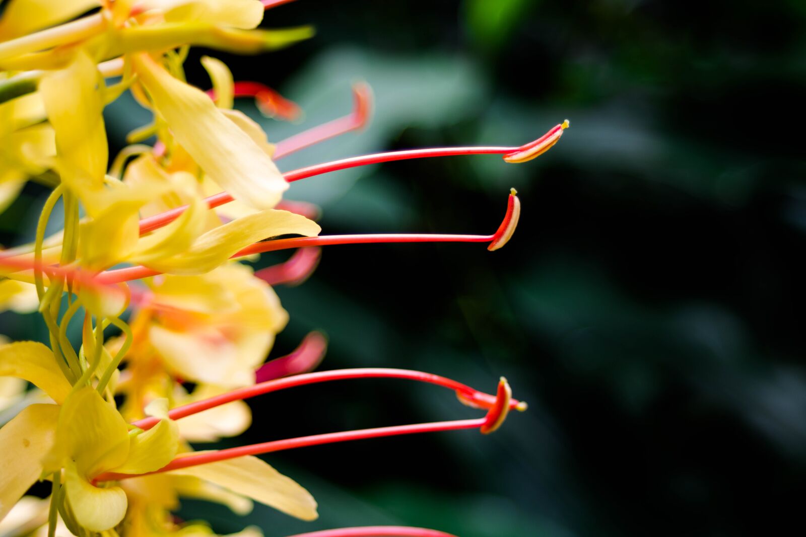 Canon EOS 750D (EOS Rebel T6i / EOS Kiss X8i) + Canon EF 28-80mm f/3.5-5.6 USM sample photo. Nature, flower, stamen photography