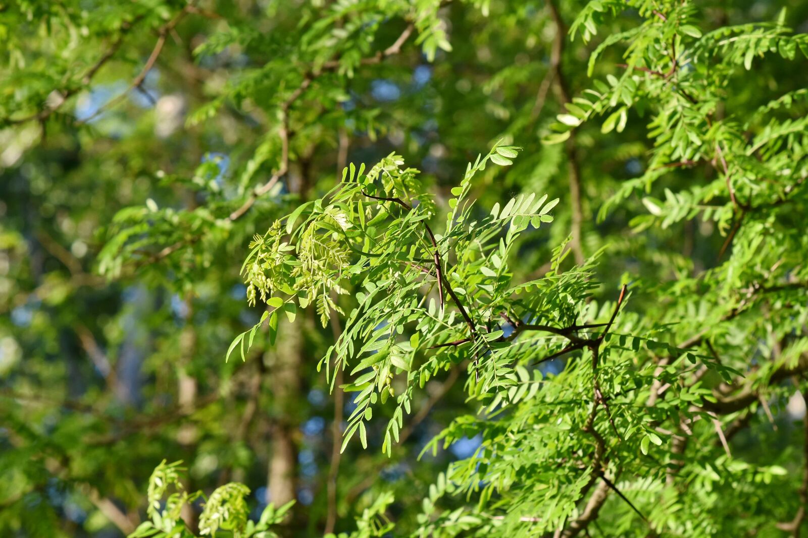 Nikon D5500 sample photo. Acacia, branches, fair weather photography