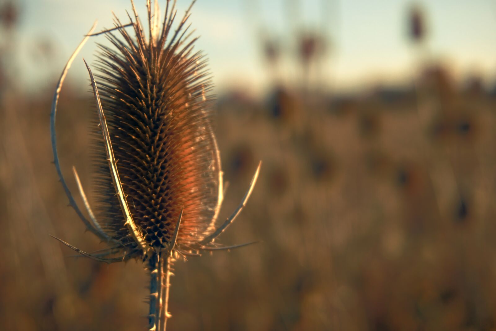 Sony a6000 sample photo. Thistle, plant, autumn photography