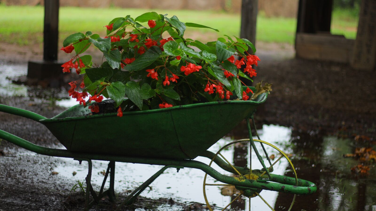 Canon EOS 700D (EOS Rebel T5i / EOS Kiss X7i) + Canon EF 50mm F1.8 STM sample photo. Wheel, barrel, flower photography