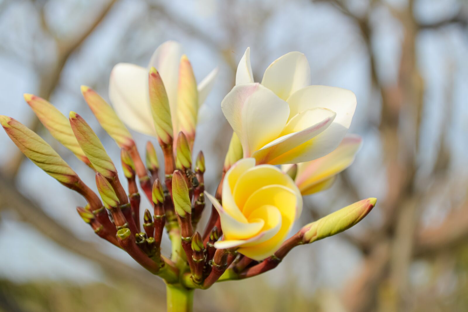 Nikon D3100 sample photo. Macro, sunlight, flower garden photography