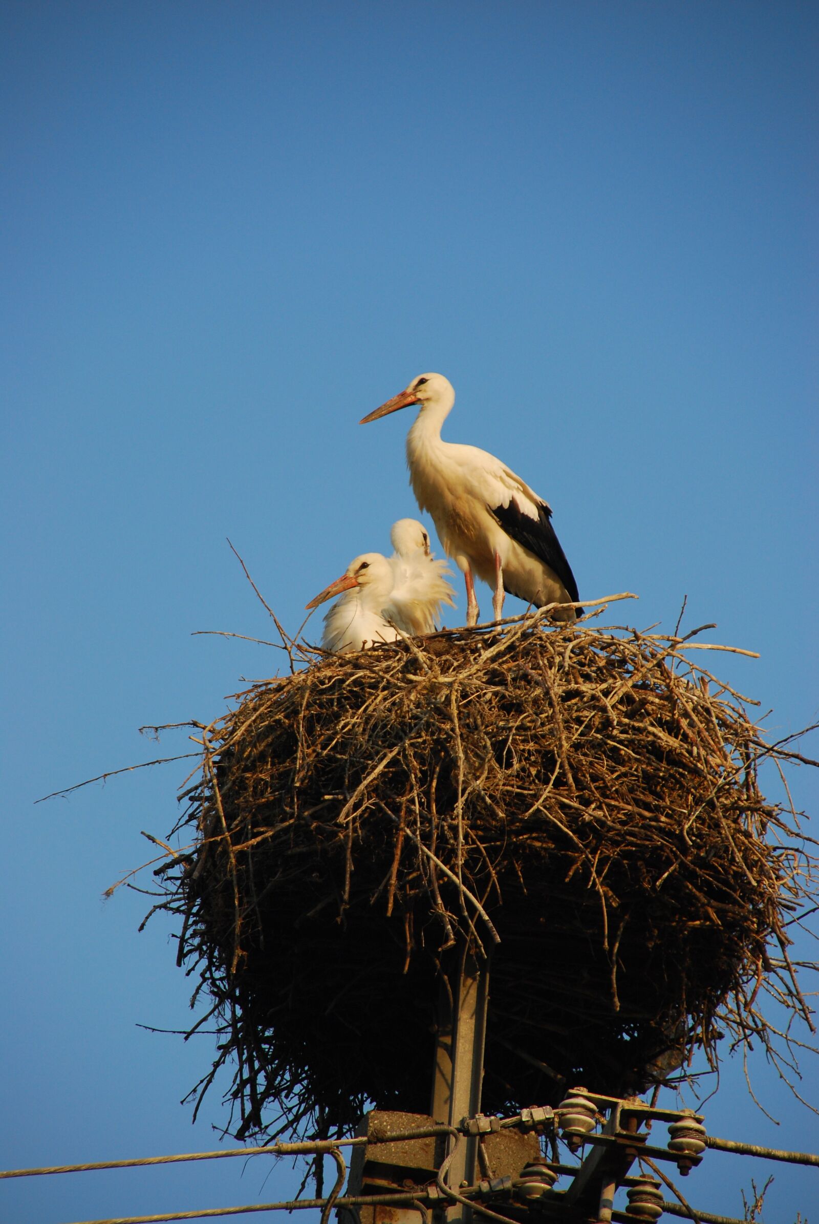 Nikon D80 sample photo. Storchennest, stork, rattle stork photography