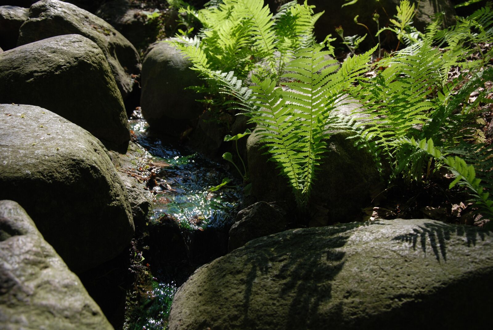 Nikon D80 sample photo. Fern, stream, the stones photography