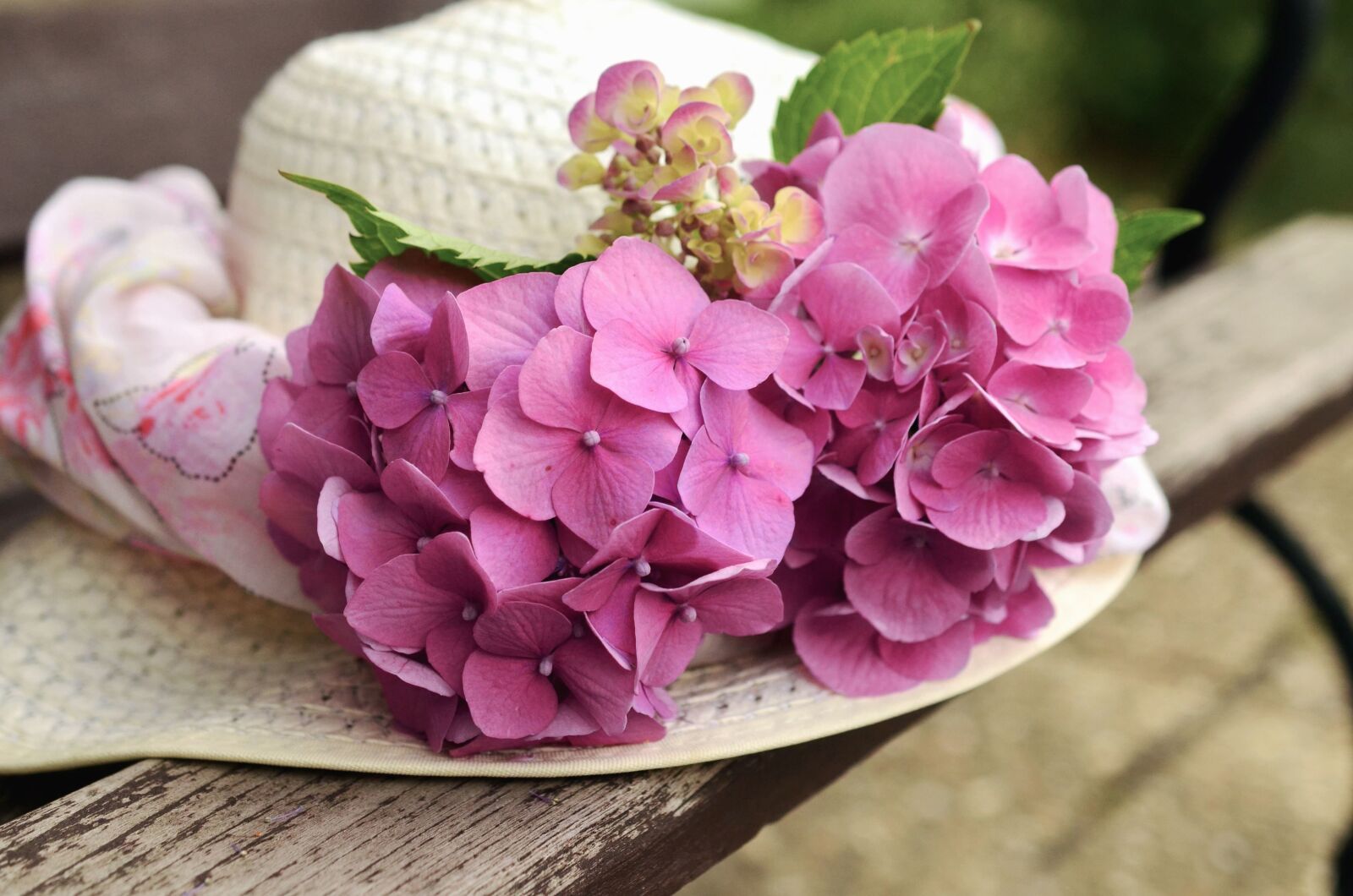 Nikon D5100 sample photo. Hat, petal, plant, flower photography