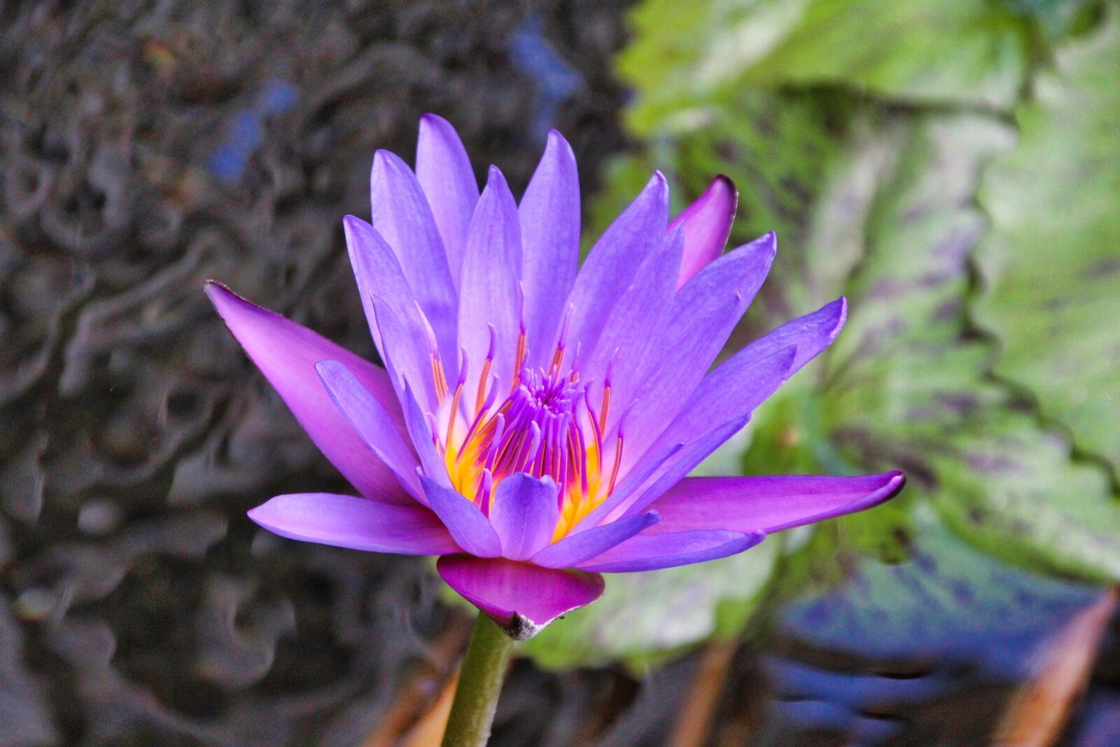 Canon EOS 1200D (EOS Rebel T5 / EOS Kiss X70 / EOS Hi) sample photo. Water lily, aquatic plant photography