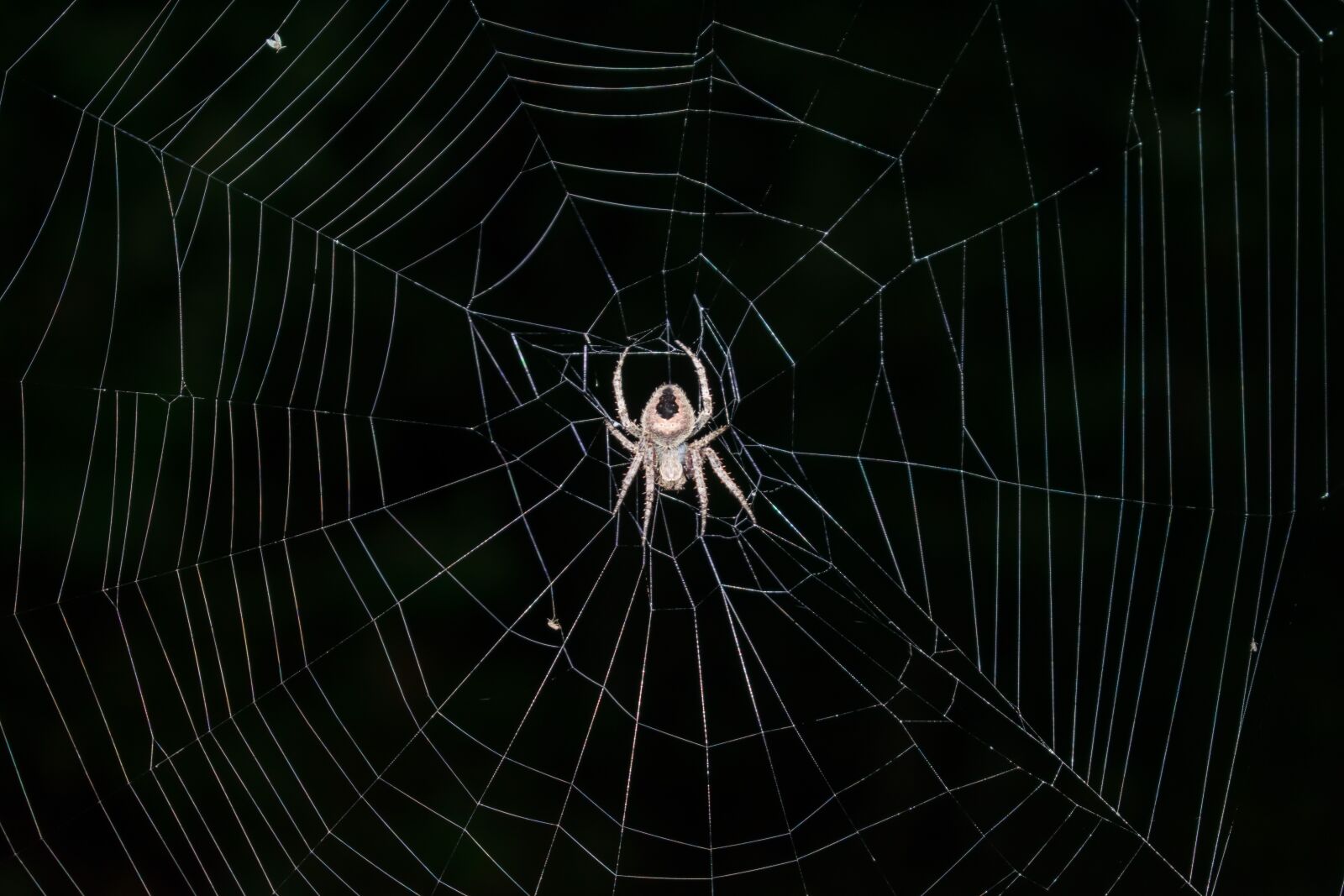 Nikon D3400 sample photo. Spider, spiderweb, arachnid photography