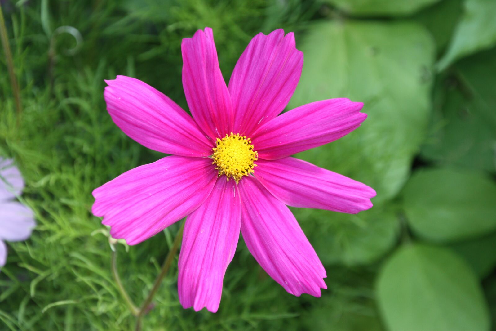 Canon EOS 450D (EOS Rebel XSi / EOS Kiss X2) sample photo. Flower, pink, nature photography