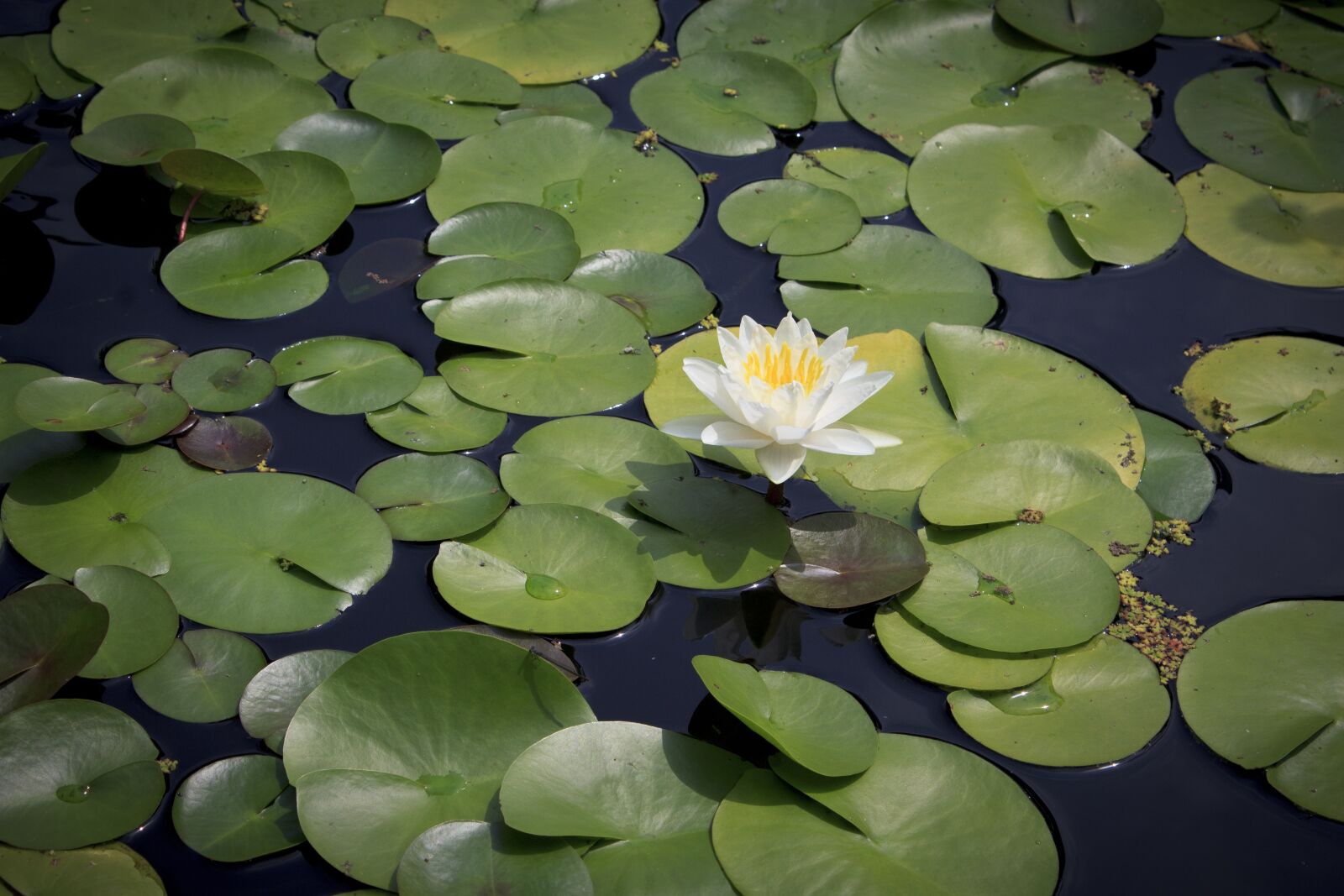 Canon EOS 1200D (EOS Rebel T5 / EOS Kiss X70 / EOS Hi) sample photo. Water lily, pond, summer photography