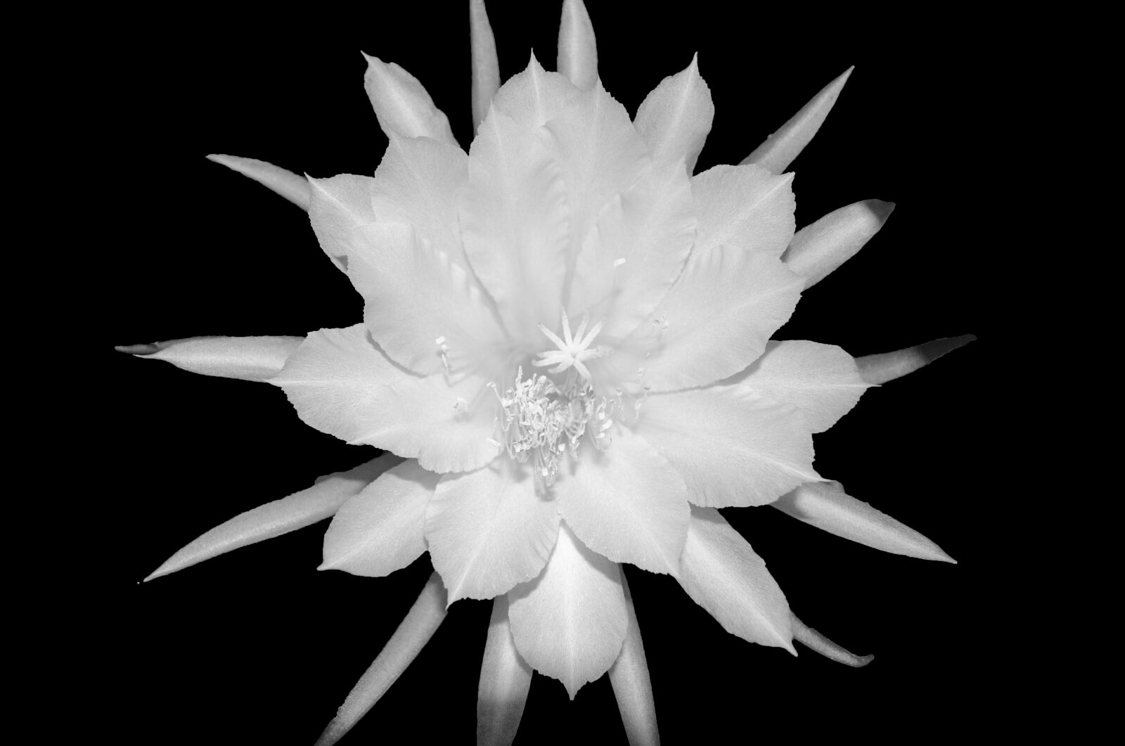 Nikon D5100 sample photo. Epiphyllum, cactus, succulent photography