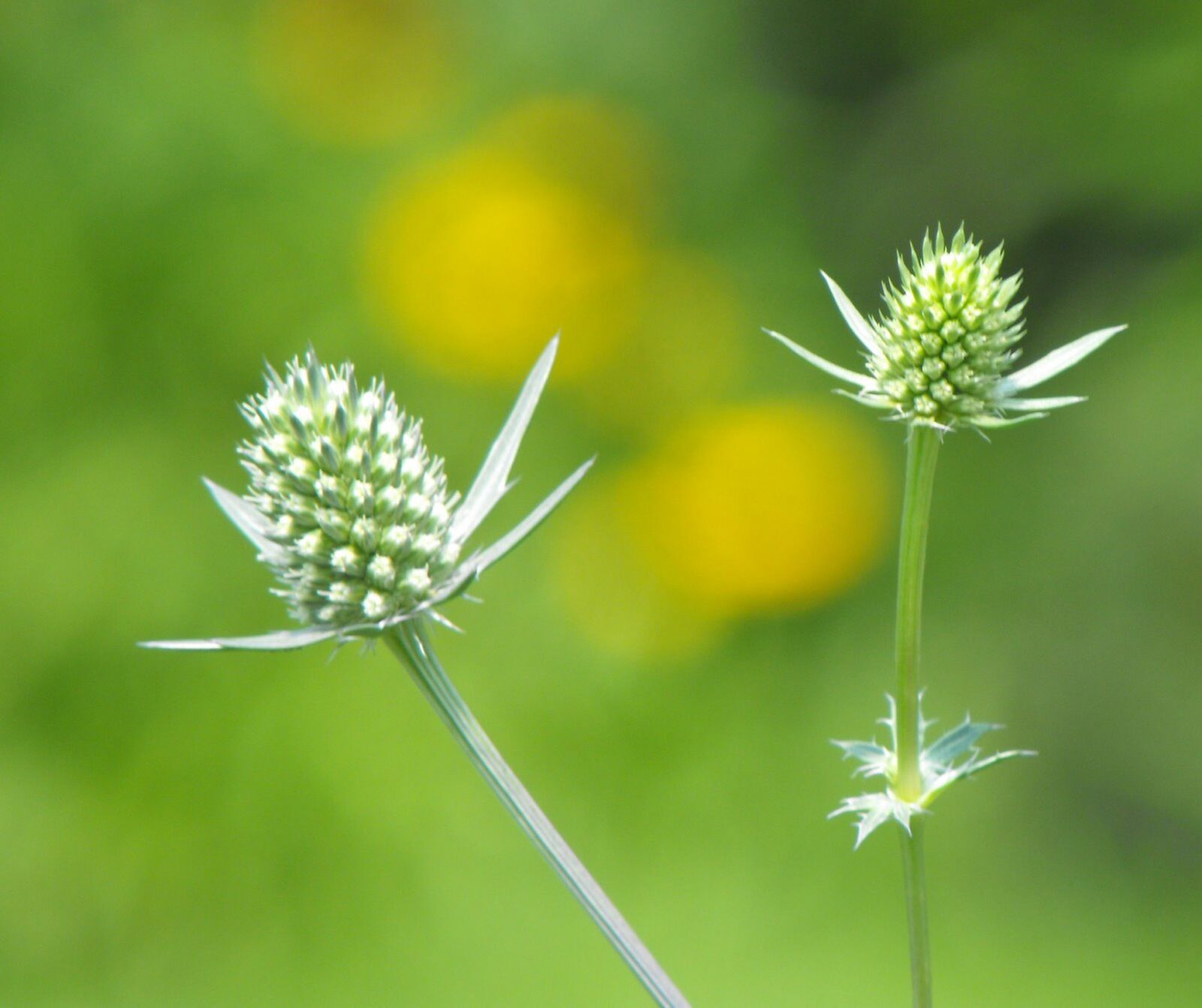 Fujifilm FinePix S1000fd sample photo. Thistle, flower, plant photography
