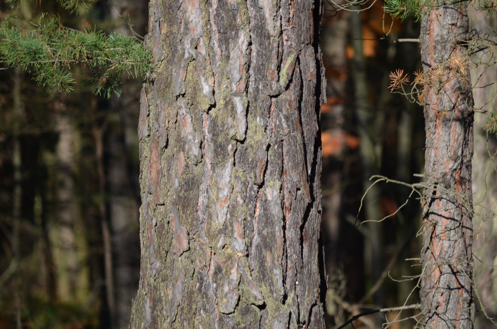 Nikon D5100 sample photo. Tree, okrąglik, years photography