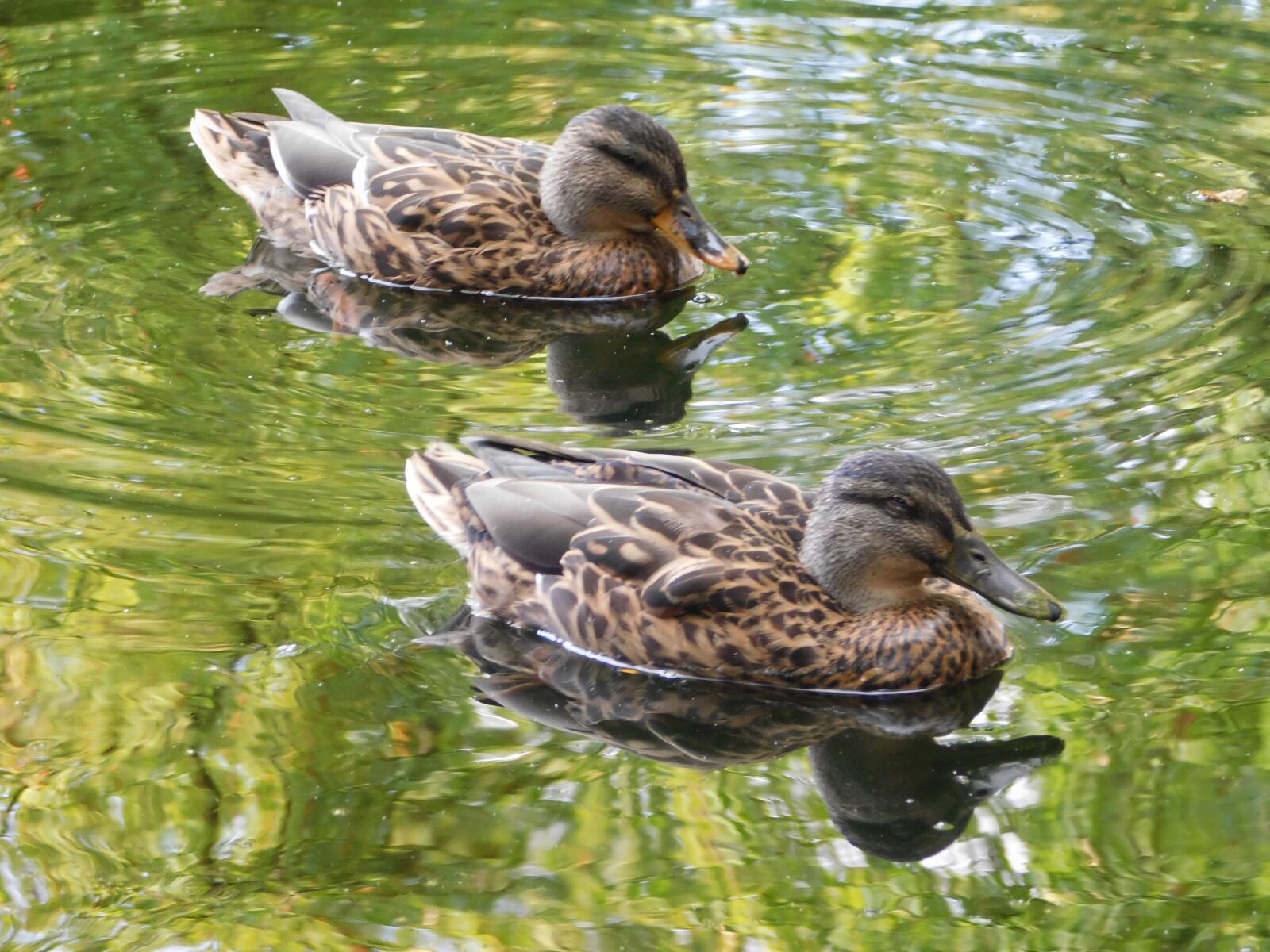 Nikon Coolpix L840 sample photo. Ducks, swim, water bird photography