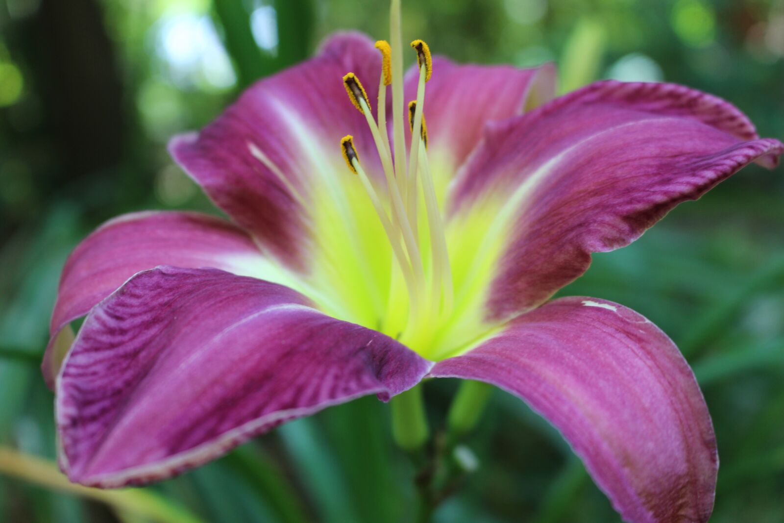 Canon EOS 700D (EOS Rebel T5i / EOS Kiss X7i) sample photo. Daylily, flower blooming, flower photography