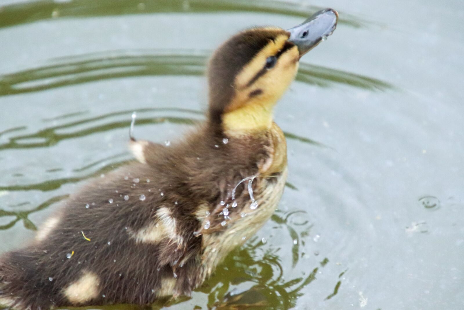 Canon EOS 800D (EOS Rebel T7i / EOS Kiss X9i) sample photo. Duckling, duck, baby photography