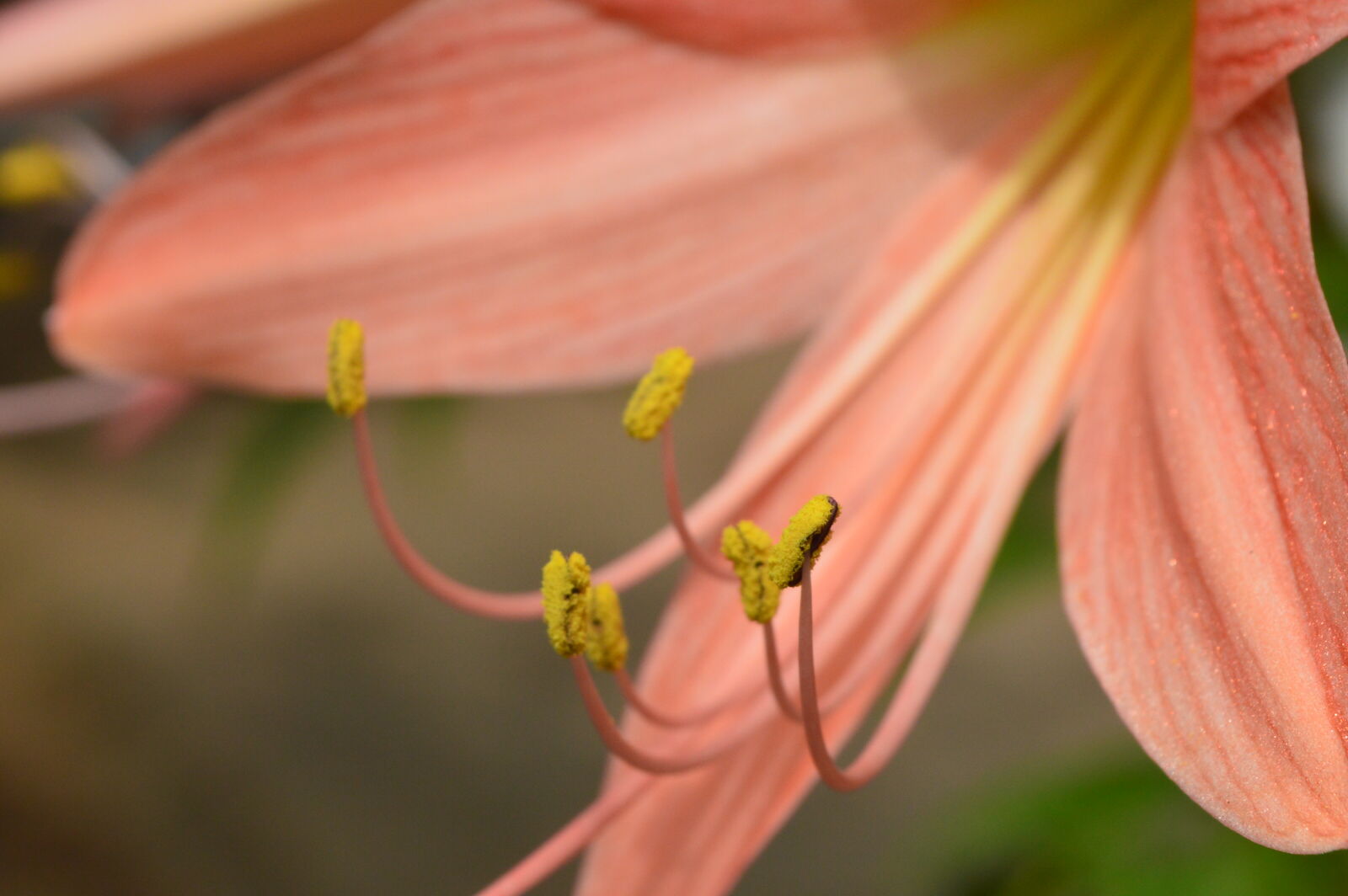 Nikon D3200 sample photo. Flower photography