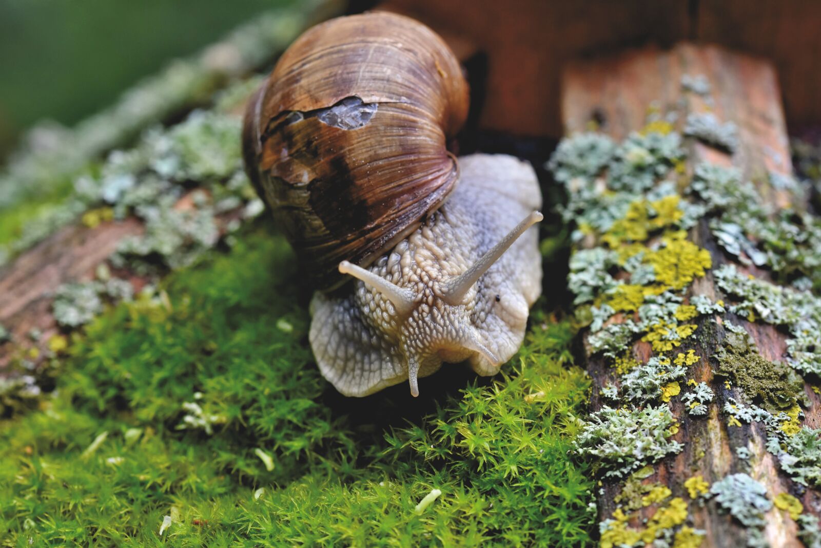 Nikon D7200 sample photo. Snail, shell, mollusk photography