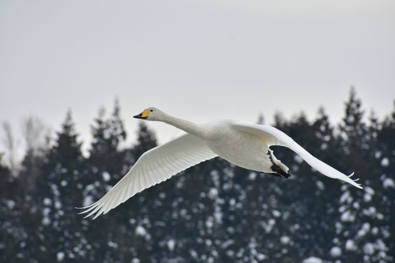 Nikon D7200 sample photo. Animal, sky, wood photography
