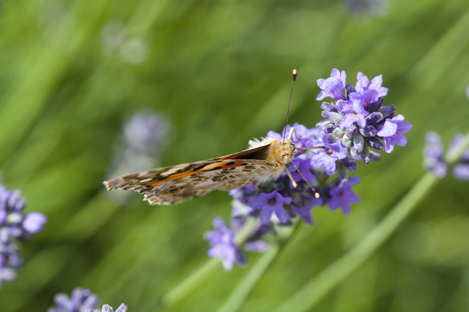 Canon EOS 1000D (EOS Digital Rebel XS / EOS Kiss F) + Canon EF 100mm F2.8 Macro USM sample photo. Butterfly, flower, insect photography
