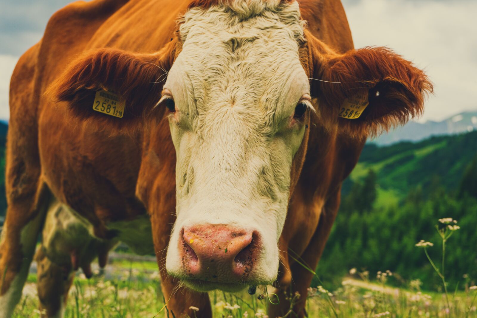 Sony a7 II + Sony FE 28-70mm F3.5-5.6 OSS sample photo. Cow, alps, alm photography
