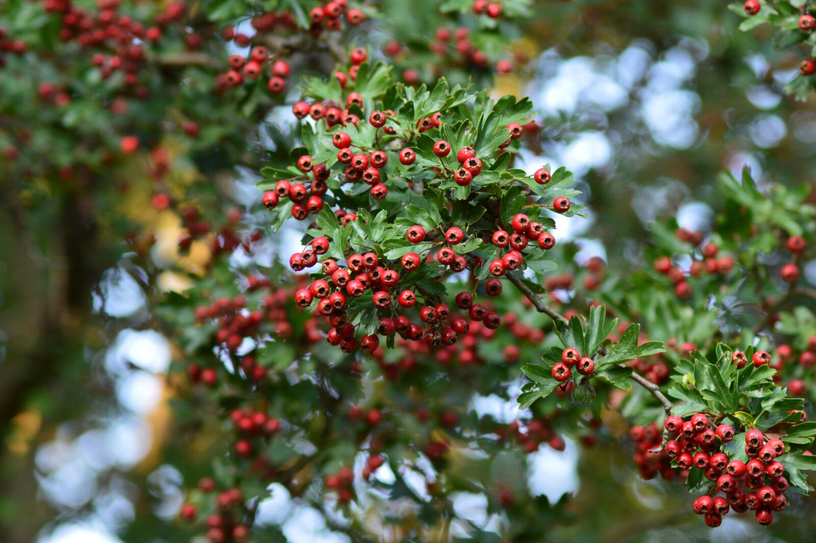 Nikon D3200 sample photo. Tree, fruit, berries photography
