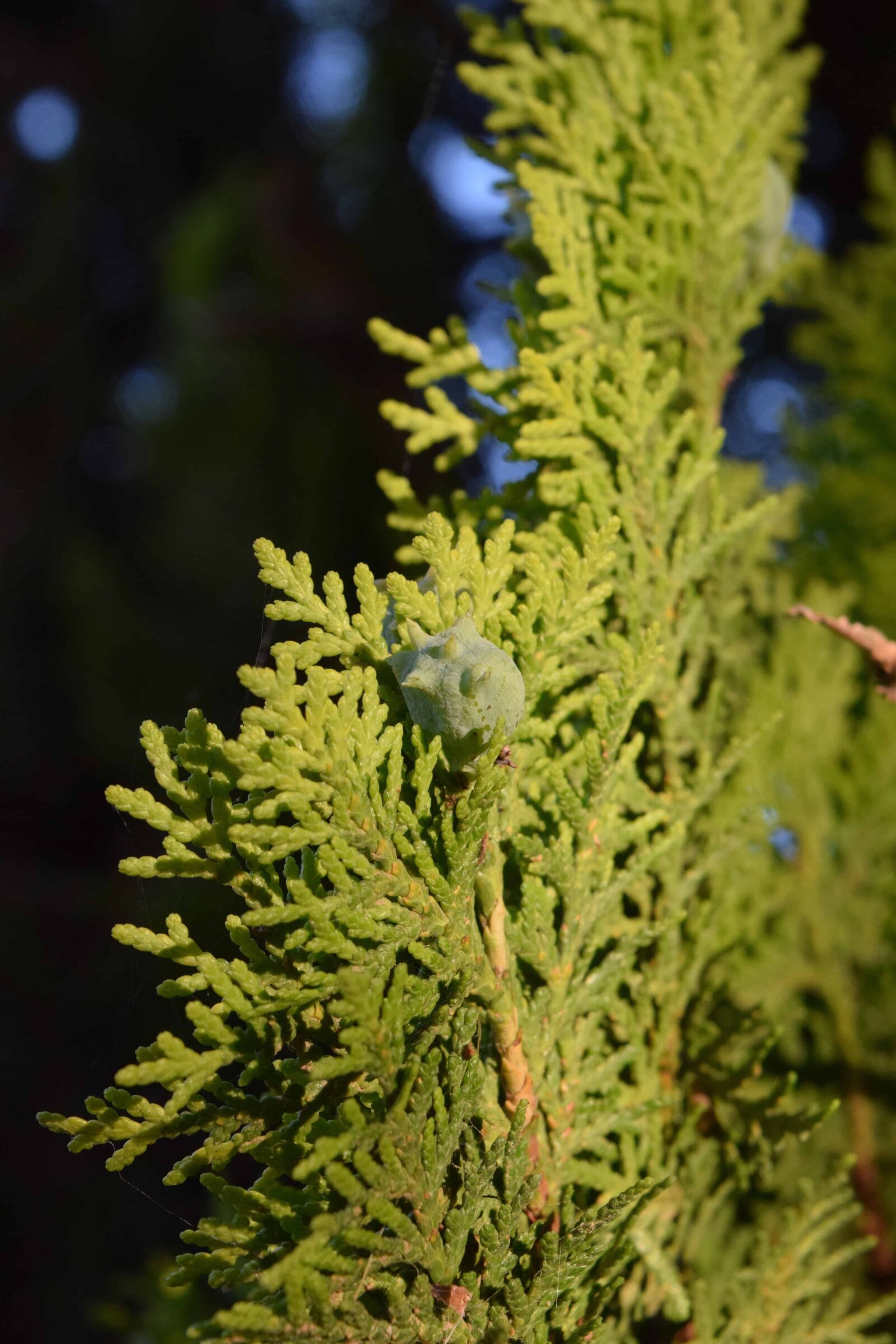 Nikon D3300 sample photo. Evergreen, conifer, branch, nature photography