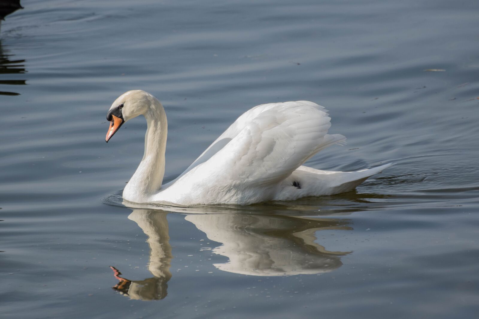 Pentax K-3 sample photo. Bird, waters, nature photography