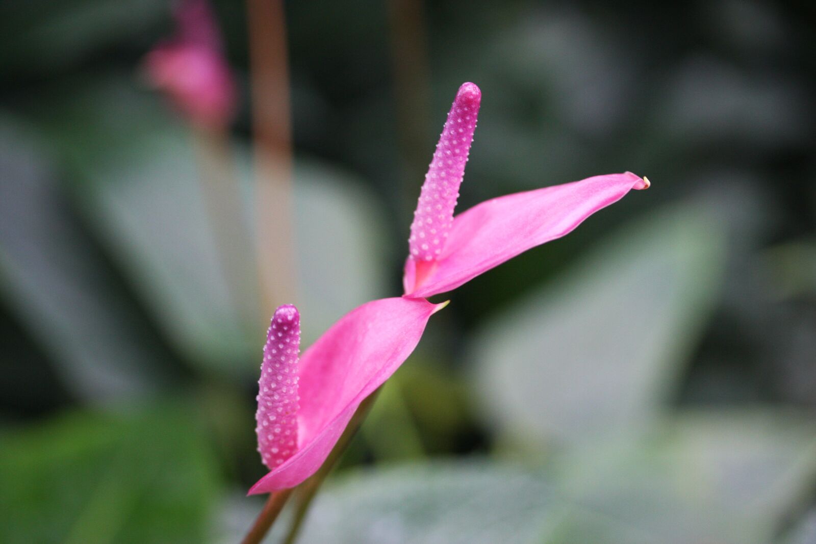 Canon EOS 40D sample photo. Plant, flowers, plants photography