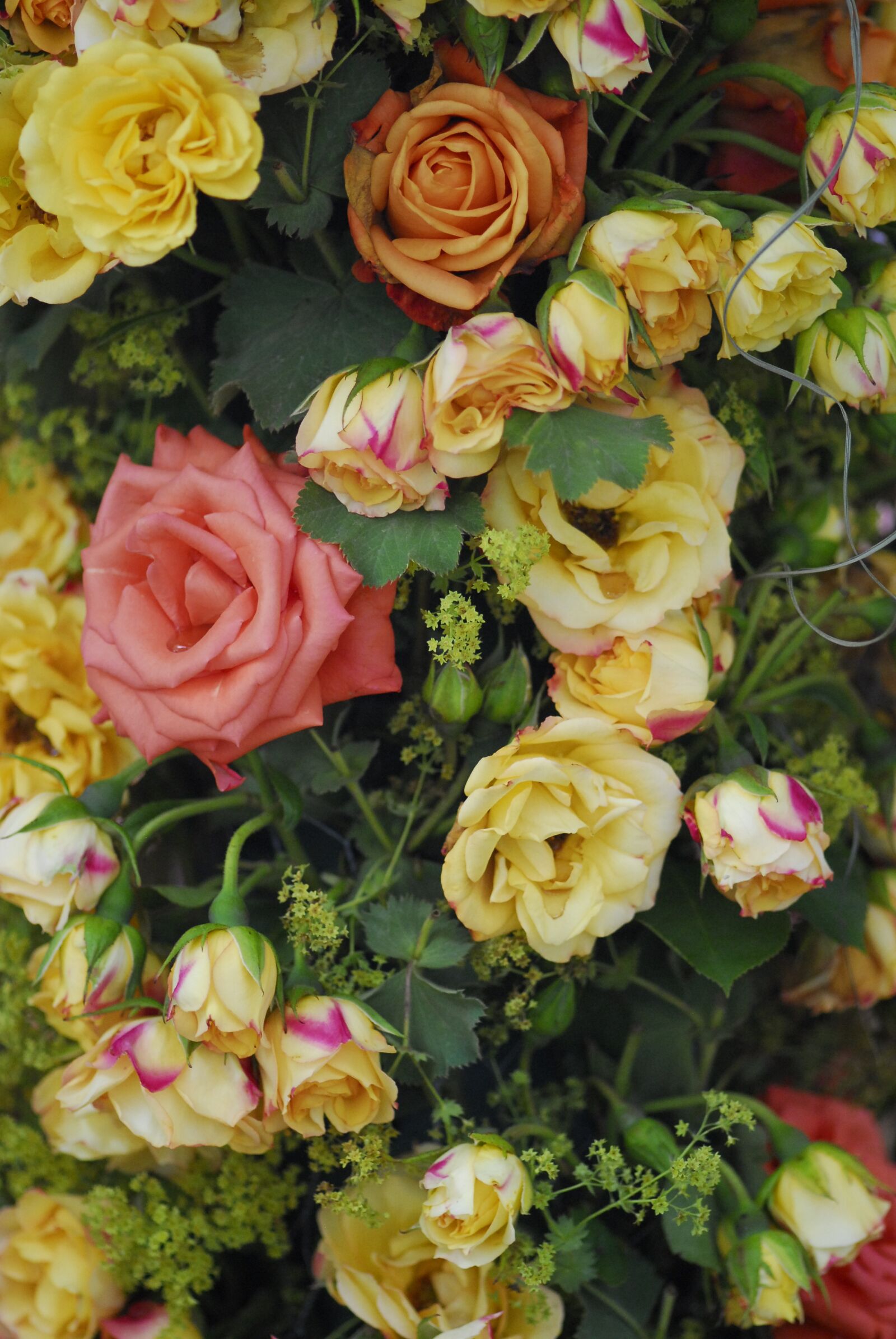 Nikon D200 sample photo. Rose, bouquet, flower photography