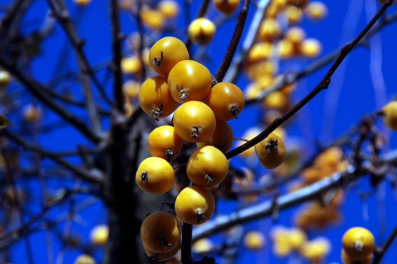 Canon EOS 40D sample photo. Tree, nature, season photography