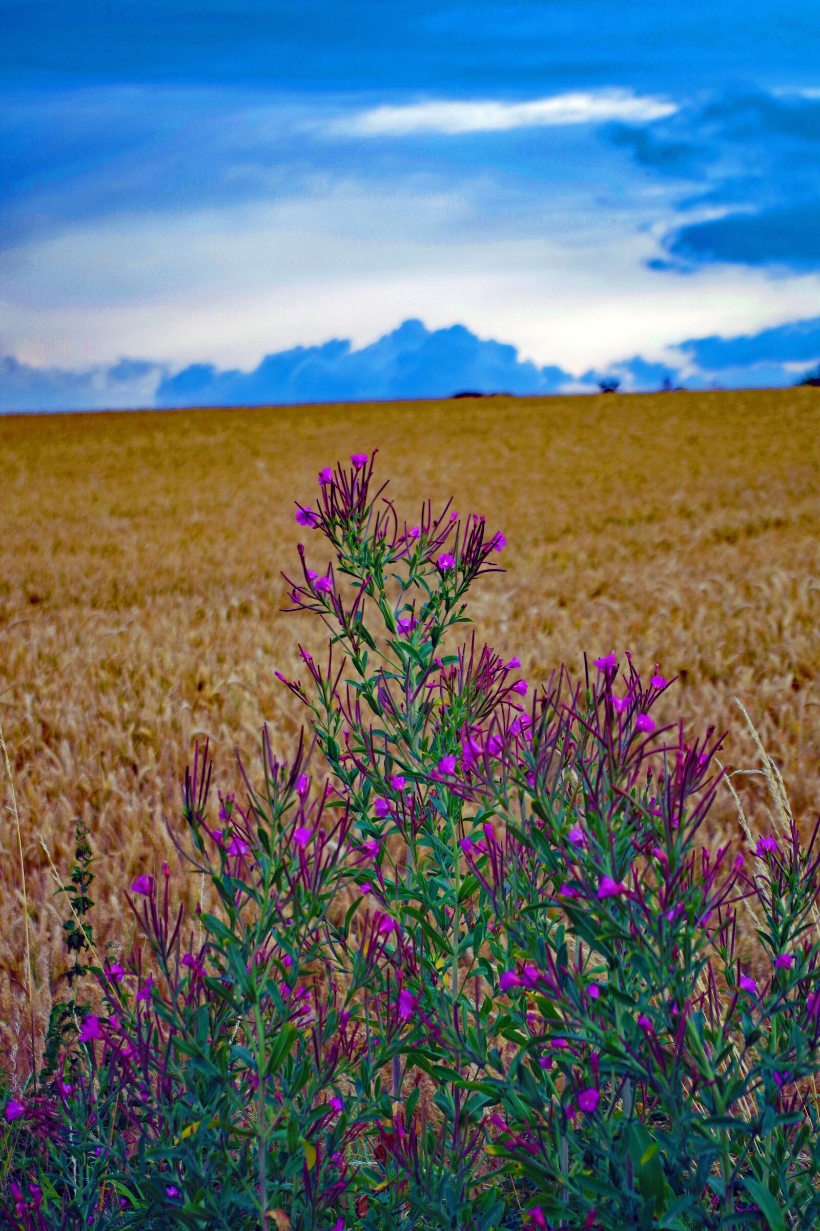 Pentax K-S2 sample photo. Cornfield, summer, flower photography