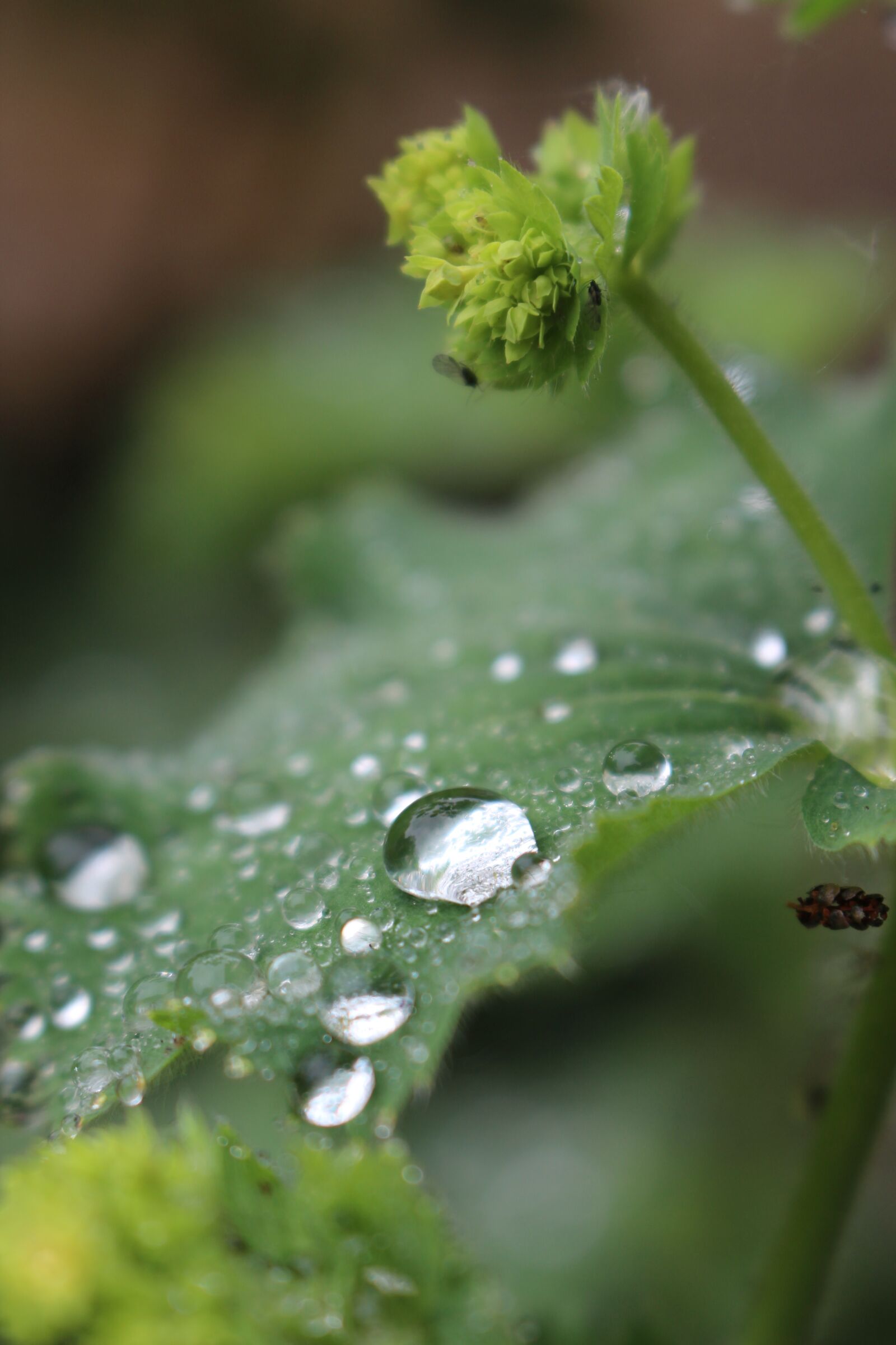 Canon EOS 700D (EOS Rebel T5i / EOS Kiss X7i) sample photo. Drop, nature, leaf photography