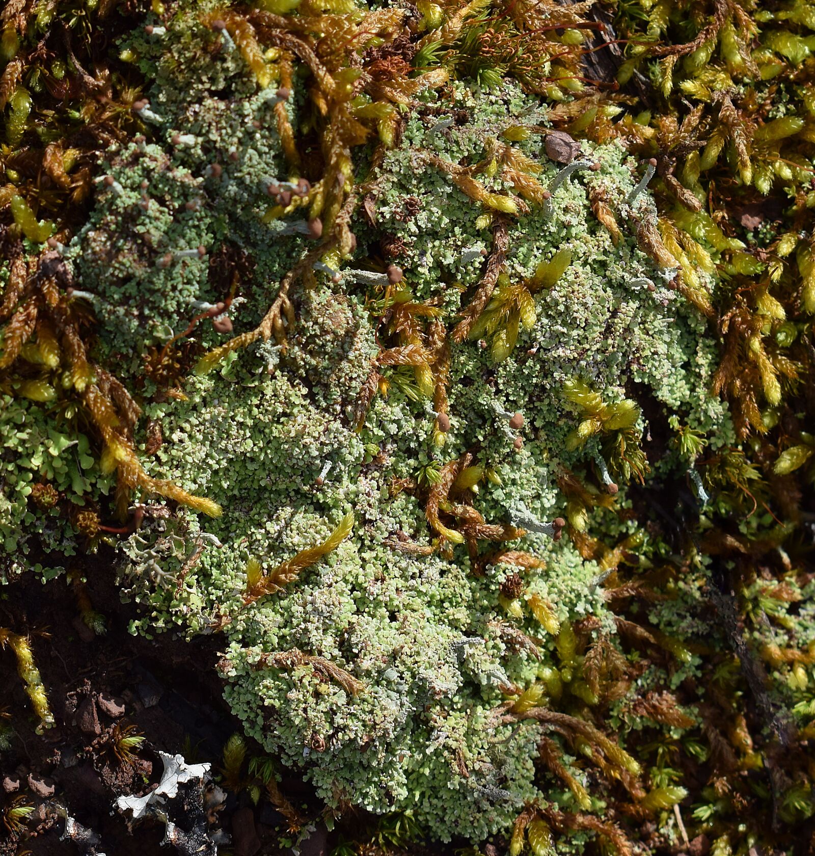 Nikon D3300 sample photo. Lichens and moss on photography