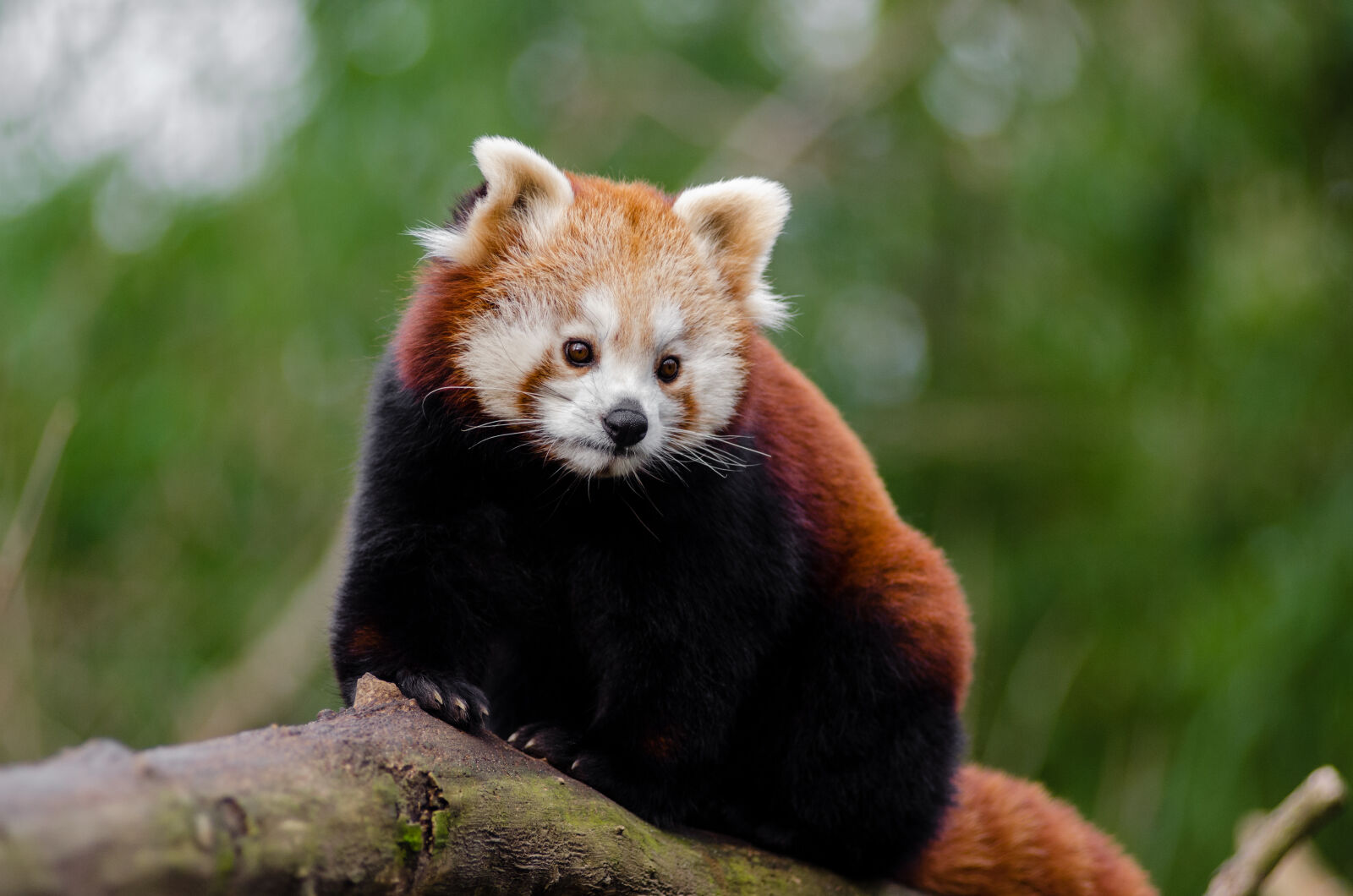 AF Zoom-Nikkor 80-200mm f/2.8 ED sample photo