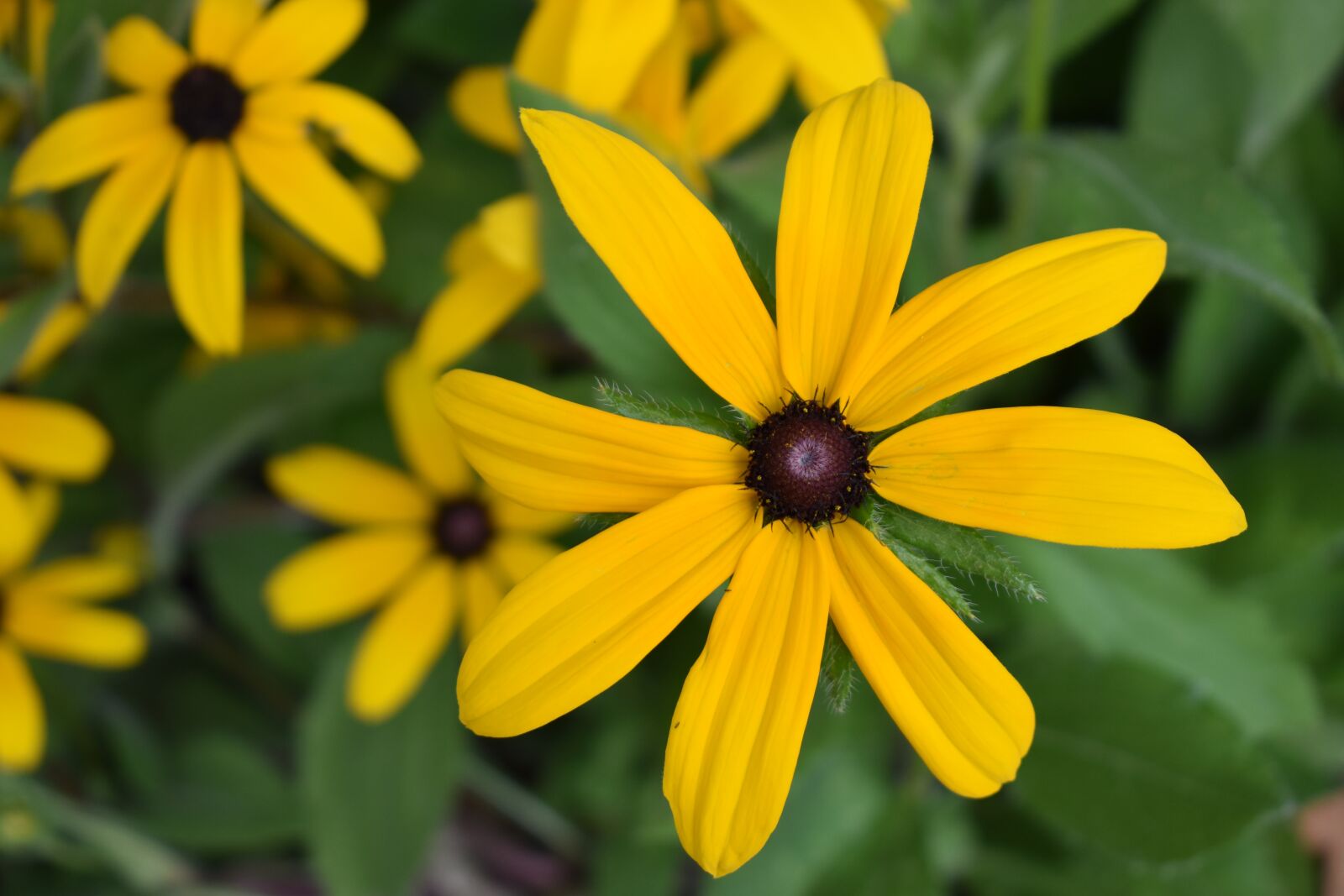 Nikon D3500 sample photo. Flower, nature, romantic photography